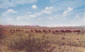 White Face Cattle - Large Cattle Ranch - pm 1958
