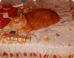 1984 Snap Shot Long Hair Orange Tabby Cat With Blocks Spelling His Name Frisky