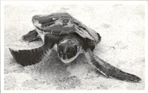 Stuart Florida Gilberts House of Refuge Sea Turtle c1950-60s Vintage Postcard