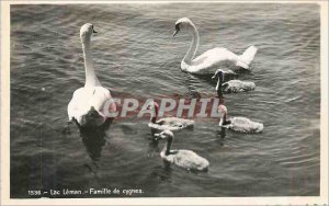 Postcard Modern Lake Geneva Family of Swans