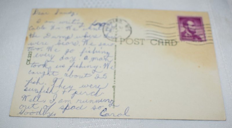 Black Bear Wisconsin Postcard Ck.223 Curteichcolor