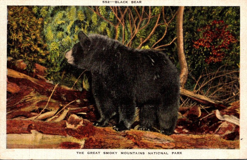 Tennessee Great Smoky Mountains Typical Black Bear