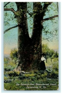 1914 Big Sycamore Tree Blennerhasset Island Parkersburg West Virginia Postcard 