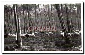 Au Pays Landais - Sheep in the Winter Forret - Old Postcard