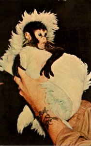 Monkeys Baby Spider Monkey Fiver Born At New Milwaukee Zoological Park 1967