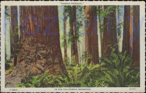 FOREST PRIMEVAL ON THE REDWOOD HIGHWAY CALIFORNIA