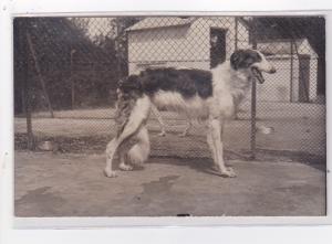 St-CYPRIEN : carte photo chenil du domaine des capeillans dressage chiens dom...