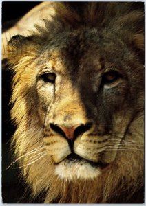 VINTAGE CONTINENTAL SIZE POSTCARD FULL FRONTAL VIEW OF MALE AFRICAN LION