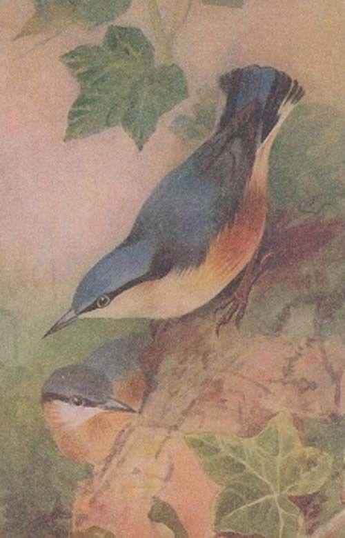 Nuthatch Sitta Coesia Bird Rare Postcard