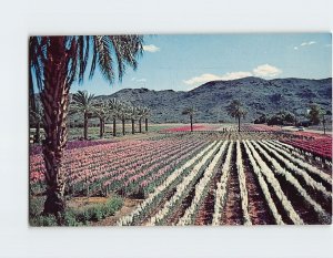 Postcard Japanese Flower Gardens, Phoenix, Arizona, USA