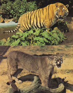 Bengal Tiger & Puma at Kessingland Suffolk 2x 1970s Postcard