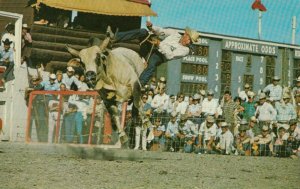 CALGARY, Alberta, 1970; Brahma Bull Riding