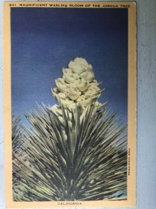 Vintage Postcard 1930-1945 Magnificent Joshua Tree Bloom California (CA)