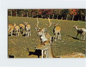 Postcard Deer Farm At Jacob's Ladder Summit, Becket, Massachusetts