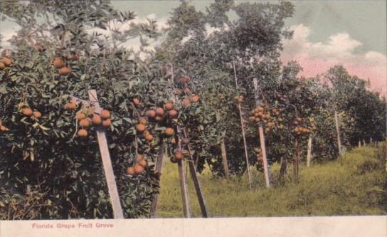 Florida Grape Fruit Grove