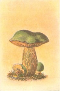 Set of 6 postcards Romania mushrooms