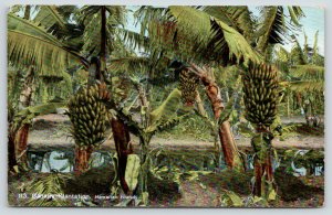 Hawaii~Huge Bunches of Bananas on Trees in Banana Plantation~c1910 Postcard