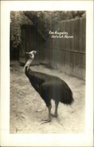 Los Angeles CA Ostrich Farm PEACOCK c1940s Real Photo Postcard