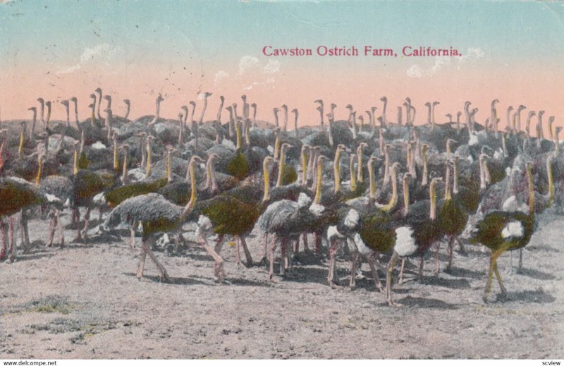 Cawston Ostrich Farm , California , 00-10s #2
