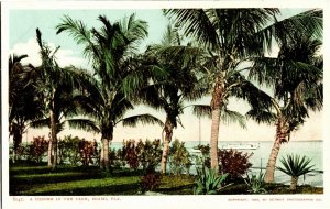 Corner in the Park, Palm Trees Miami FL Undivided Back Vintage Postcard V14