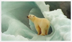 Polar Bear on Glacier WWF Rare Postcard