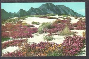 Springtime on the Desert BIN