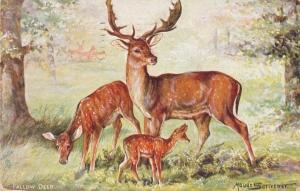 Fallow Deer - Animal - a/s Maude Scrivener - pm 1913 - DB - Tuck