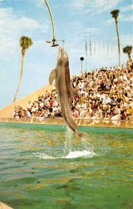 Marineland of Florida Porpoises Marineland FL 