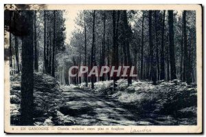 In Gascony Old Postcard mule path between pine trees and ferns