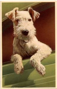 Dog -  Wire-Haired Terrier