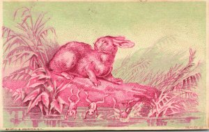 RABBIT WITH FROGS - BLANK - BEAUTIFUL - Trade Card  - WEMPLE Litho N.Y.