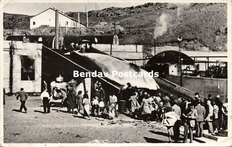 iceland, HVALFJÖRDUR HVALFJÖRÐUR, Whaling Station in the Bay (1952) RPPC