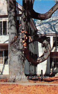 The Famous Doughnut Tree - Fryeburg, Maine ME  