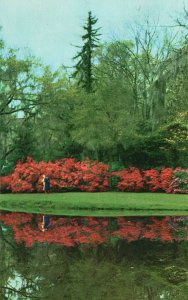 Vintage Postcard Magnolia Gardens World's Most Beautiful Garden Charleston SC