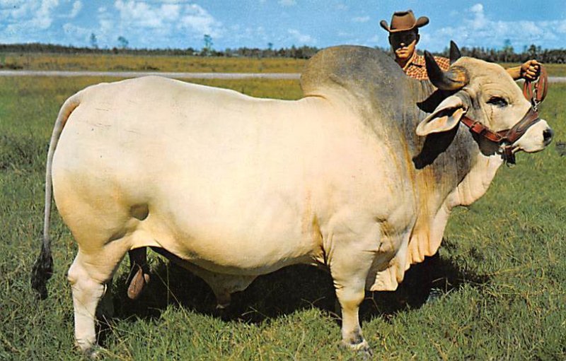 Grand Champion Brahman Bull Florida, USA Cow Unused 