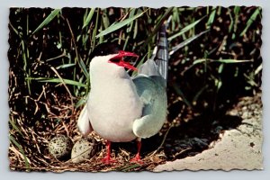 Arctic Tern with Her Eggs in Gulf of Maine VINTAGE Postcard 0686