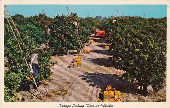 Florida Orange Grove Orange Picking Time In Florida 1966