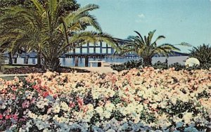 Petunia Bed in Men's Garden Club Park Fort Myers, Florida