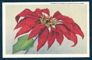 Poinsettia Blossom Florida State Flower unused c1920's