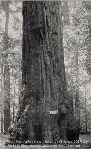 Giant Tree Big Tree Grove Santa Cruz CA Unused Litho Postcard H20