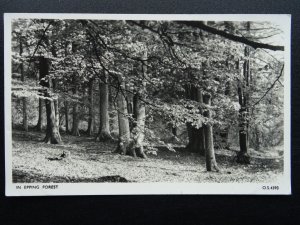 Greater London / Essex IN EPPING FOREST - Old RP Postcard by Photochrom