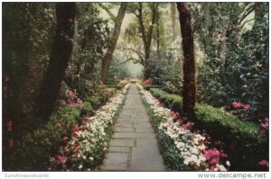 Alabama Mobile Bellingrath Gardens Path Lined With Camellias and Azaleas