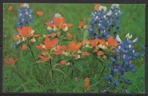 Texas - Bluebonnets - State Flower - [TX-082]