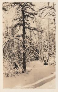 RPPC Winter Scene in Mc Kinley Park AK, Alaska