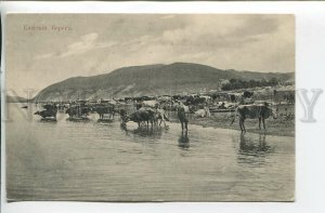 461091 RUSSIA Kama river coast herd of cows Vintage postcard