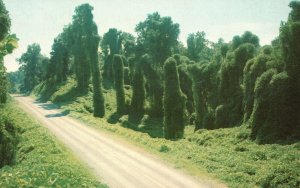 Vintage Postcard Kidzu Along Highway Oriental Legume Single Season Mississippi