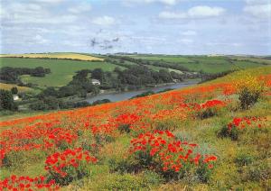BR90735 poppies bowcombe kingsbridge devon  uk