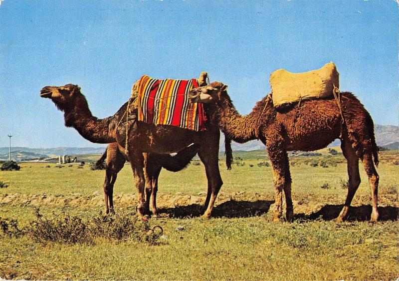 BR71949 xauen camel chamel   animal animaux morocco