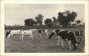 Cortland Illinois IL Cows Cattle in Pasture Real Photo Vintage Postcard