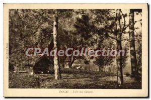 Old Postcard Douai L'Ile Aux Ducks